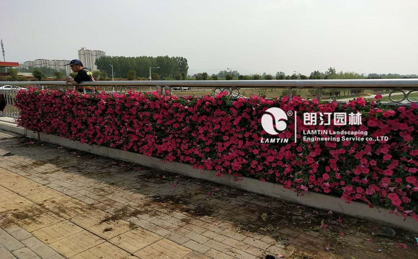 朗汀園林5012植物墻模塊式花盆打造的墻體生態景觀