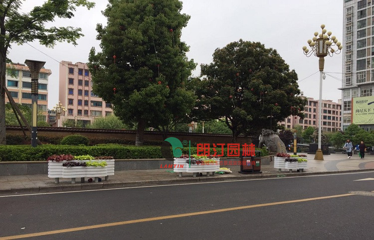 云南昭通道路花箱