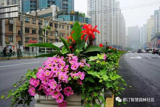 厲害了，上海長壽路上了頭條！