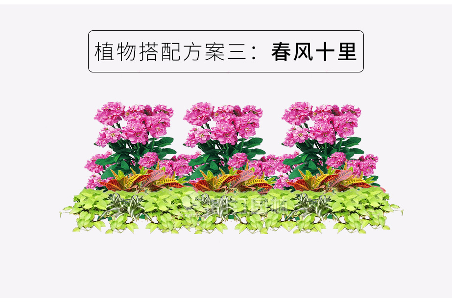人行道綠化花箱植物搭配方案 春風十里