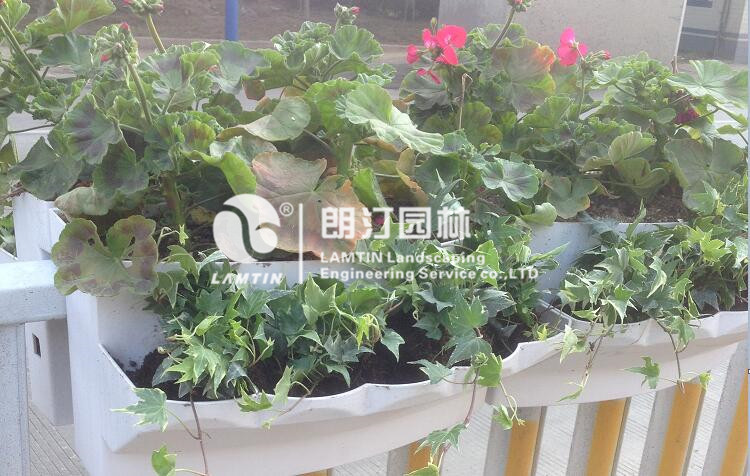 將植物移栽進護欄綠化馬鞍式花盆