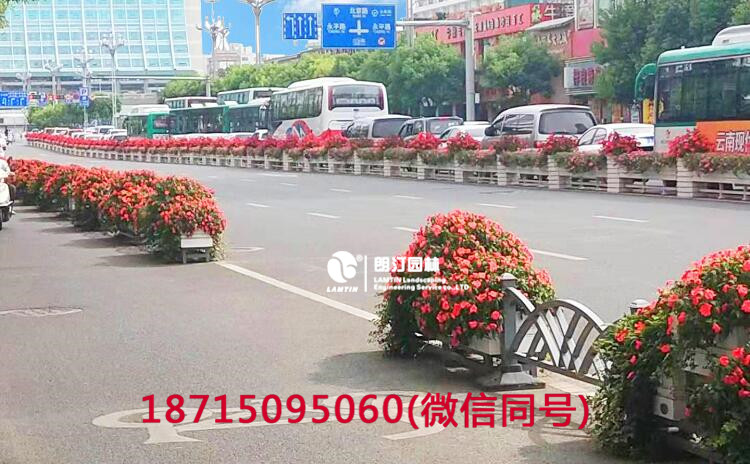朗汀花箱工程，一年后的昆明北京路綠化花箱