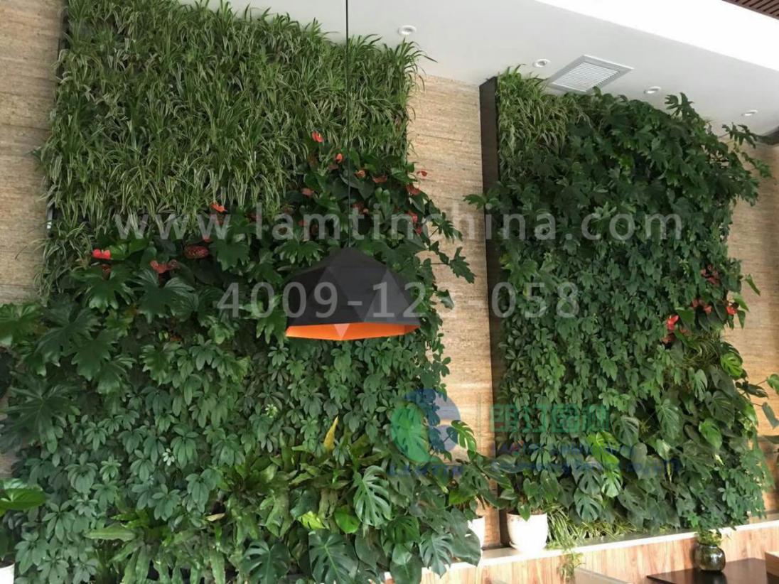 室內植物墻