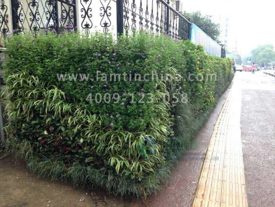 植物墻